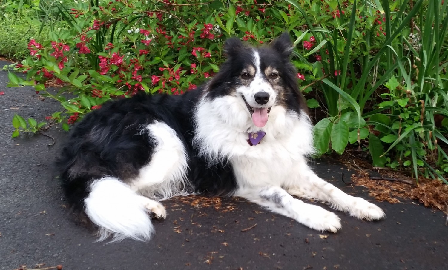 Maxx - Dog Laying on Pavement Outside