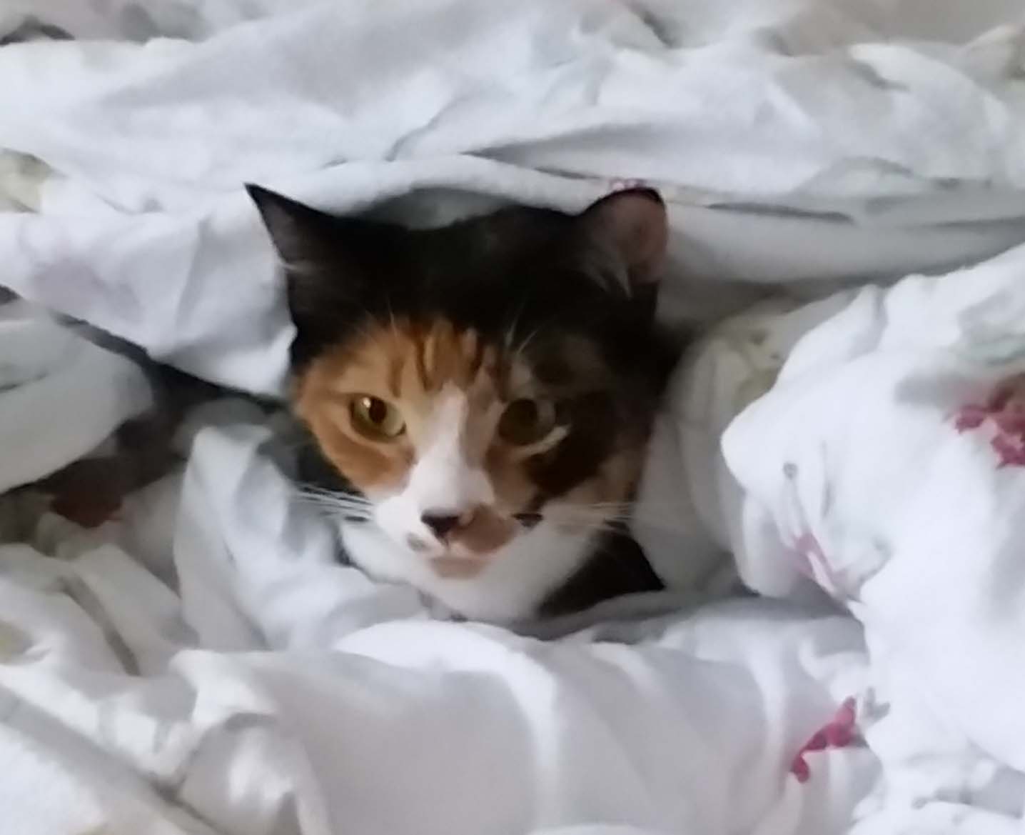 Piper - Cat in Blankets