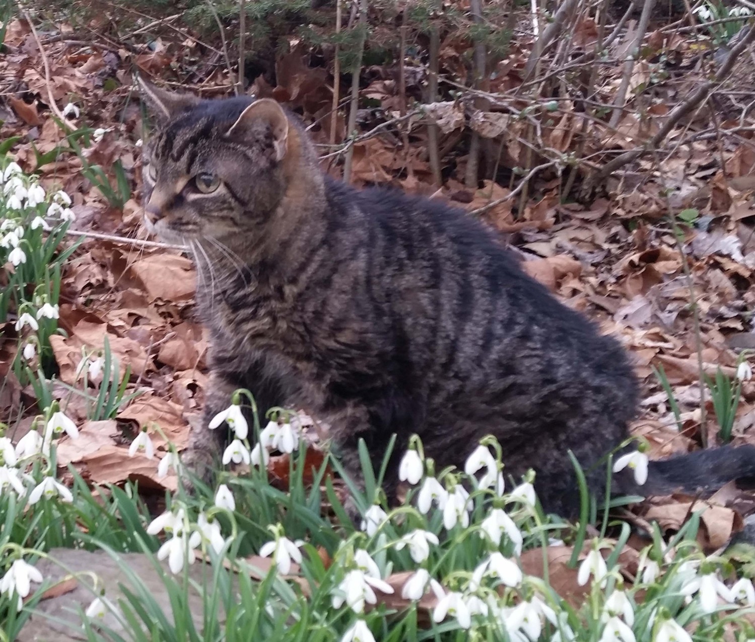 Sebastian - Elder Cat in Grass