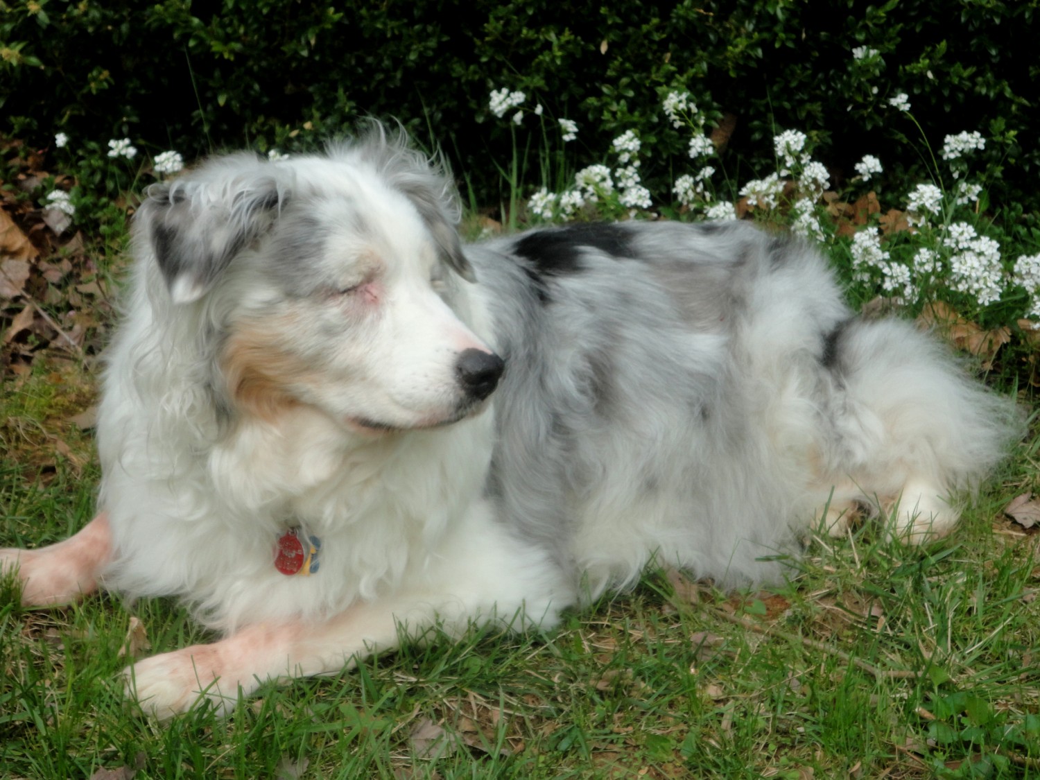 Winnie - Dog laying in grass