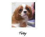 Toby