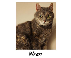 Wren - Senior Cat